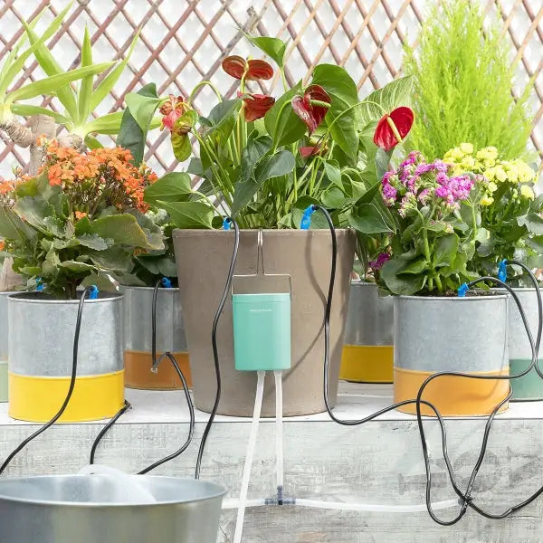 Sistema de riego por goteo automático Regott para plantas con flores de colores.